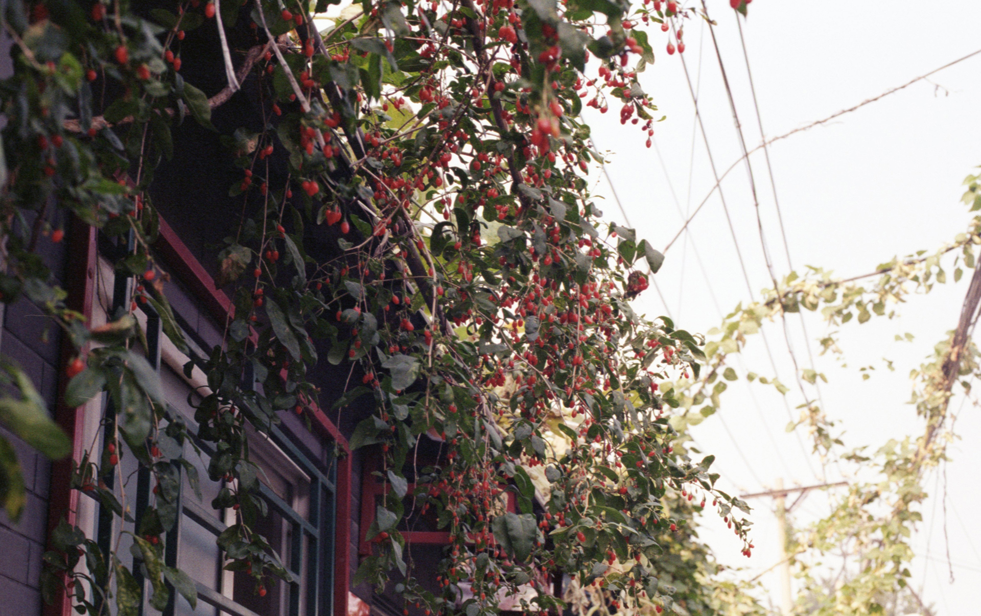 Fig.11 Kodak ColorPlus 200